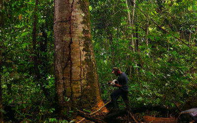 El calor y la sequía disminuyen el crecimiento de los bosques tropicales