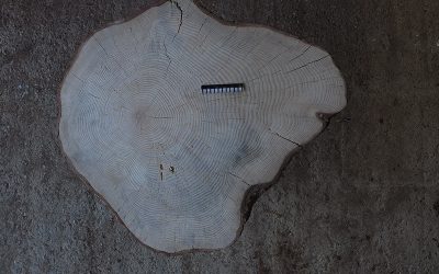 Un estudio liderado por el IPE constata la reducción de la contaminación durante el confinamiento a través del estudio de los anillos de los árboles urbanos